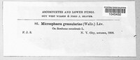 Microsphaera grossulariae image